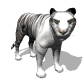 siberian_tiger_looking_sw.gif