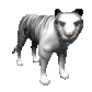 siberian_tiger_looking_sc.gif