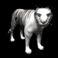 siberian_tiger_looking_sb.gif