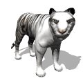 siberian_tiger_looking_mw.gif