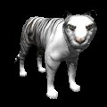 siberian_tiger_looking_mc.gif