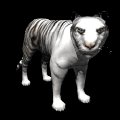 siberian_tiger_looking_mb.gif