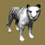 siberian_tiger_looking_lc.gif