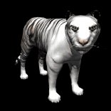 siberian_tiger_looking_lb.gif