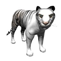 siberian_tiger_looking_hr.jpg