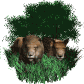 lion_pair_resting_sw.gif
