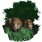 lion_pair_resting_sc.gif