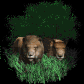 lion_pair_resting_sb.gif