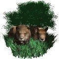 lion_pair_resting_mw.gif