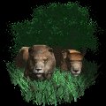 lion_pair_resting_mc.gif