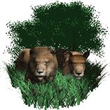 lion_pair_resting_lw.gif