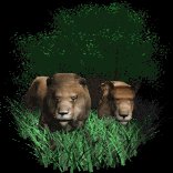 lion_pair_resting_lb.gif