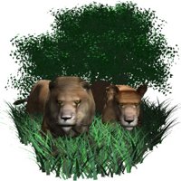 lion_pair_resting_hr.jpg