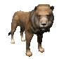 lion_male_looking_sc.gif