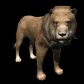 lion_male_looking_sb.gif