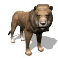 lion_male_looking_mw.gif
