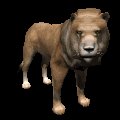 lion_male_looking_mc.gif
