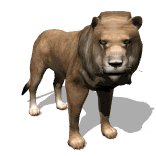 lion_male_looking_lw.gif