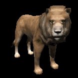 lion_male_looking_lc.gif