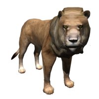 lion_male_looking_hr.jpg