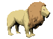lion_look_sc.gif
