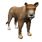 lion_female_looking_sc.gif