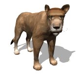 lion_female_looking_lw.gif