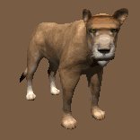 lion_female_looking_lc.gif