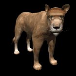 lion_female_looking_lb.gif