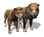 lion_couple_looking_sw.gif