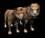 lion_couple_looking_sb.gif