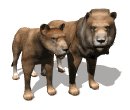 lion_couple_looking_mw.gif