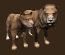 lion_couple_looking_mc.gif