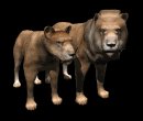 lion_couple_looking_mb.gif
