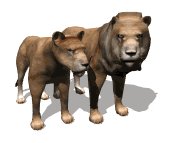 lion_couple_looking_lw.gif