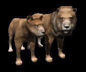 lion_couple_looking_lc.gif