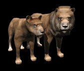lion_couple_looking_lb.gif