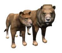 lion_couple_looking_hr.jpg