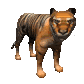 bengal_tiger_looking_sc.gif