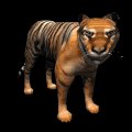 bengal_tiger_looking_mb.gif