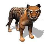 bengal_tiger_looking_lw.gif