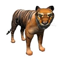 bengal_tiger_looking_hr.jpg
