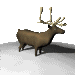 reindeer_bellow_sc.gif