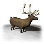 reindeer_bellow_lw.gif