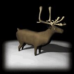 reindeer_bellow_lb.gif