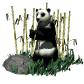 pandabear_eating_sw.gif