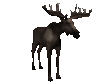 mooselooking_sc.gif