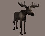 mooselooking_mc.gif