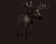 mooselooking_lc.gif