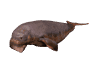 manatee_swimming_sw.gif